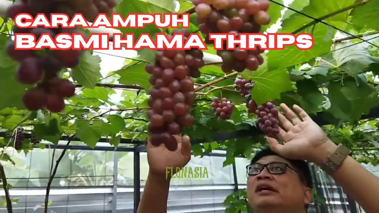 Ampuh Usir Hama Thrips Tanpa Pestisida Kimia. 100% Aman untuk Tanaman