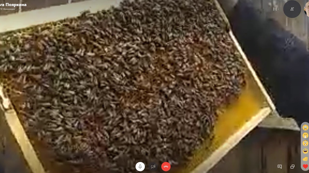 Влад и слабые пчелопакеты