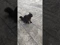 kedi sevgisi böyle olur #kedi #keşfetedüş #youtubeshorts