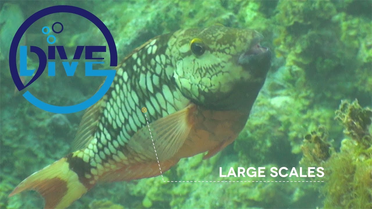 Part 1: What fish is that?