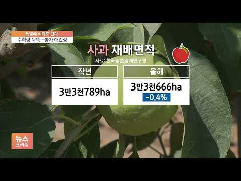마른 땅, 타는 속…사라지는 <strong>사과·배</strong>