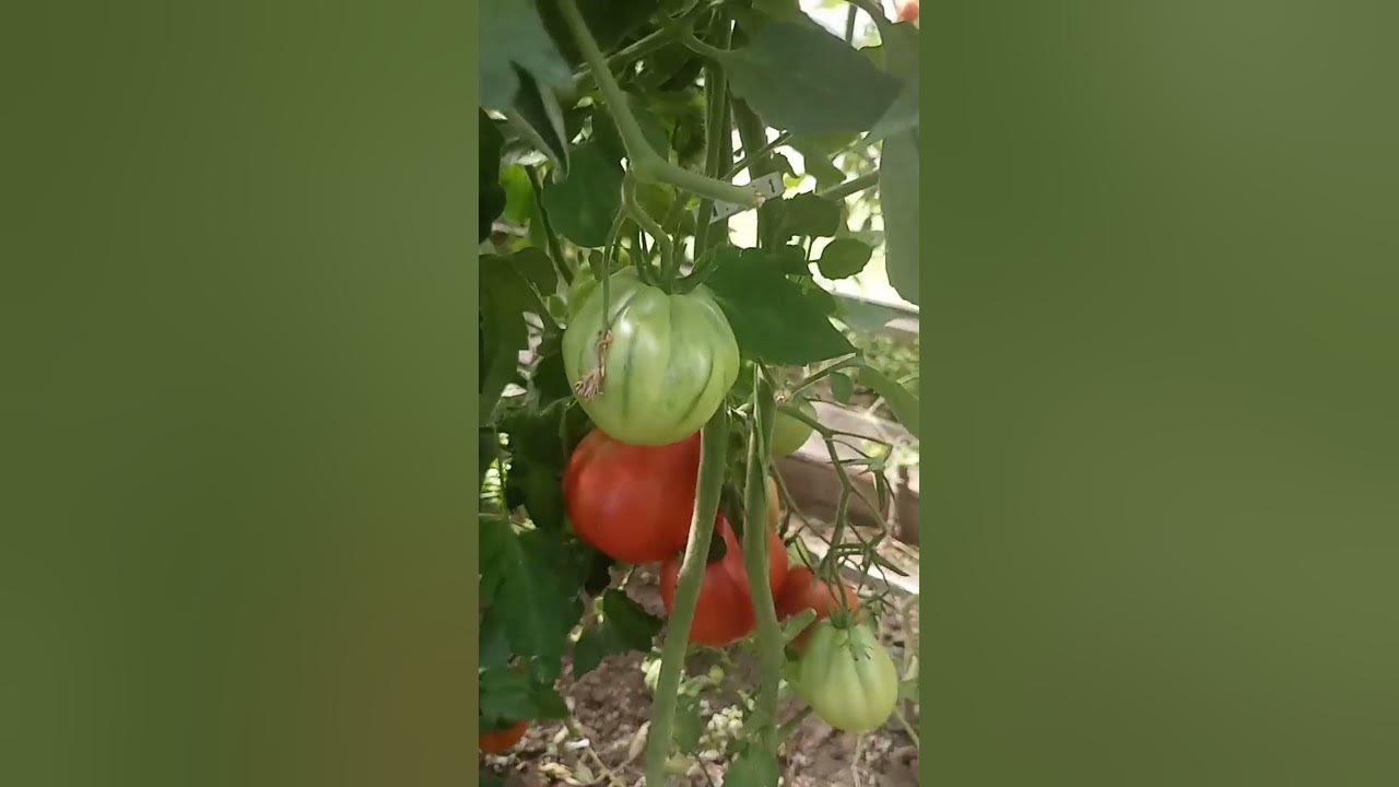 🍅Томат Шеф🍅🍅 - YouTube