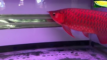 Bệnh xệ mắt cá rồng và cách phòng tránh.