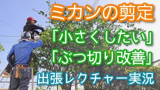 【ミカンの剪定】暴れた木を小さくまとめる手直しレクチャー(2023年10月)💁‍♂️🌳