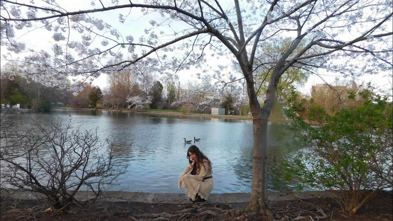 Cherry Blossoms by Avery Logan