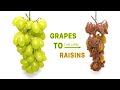 Grapes to Raisins Time Lapse - 40 Days