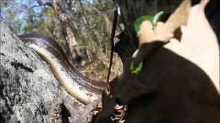 Snake Out! Brisbane Snake Catchers - August 2014 Stafford Carpet Python (Morelia spilota)