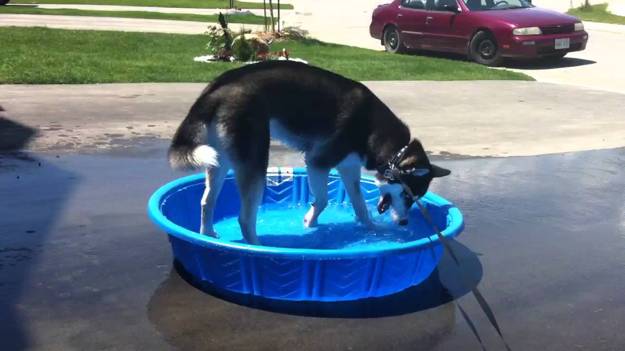 Doggie Pool!! YouTube