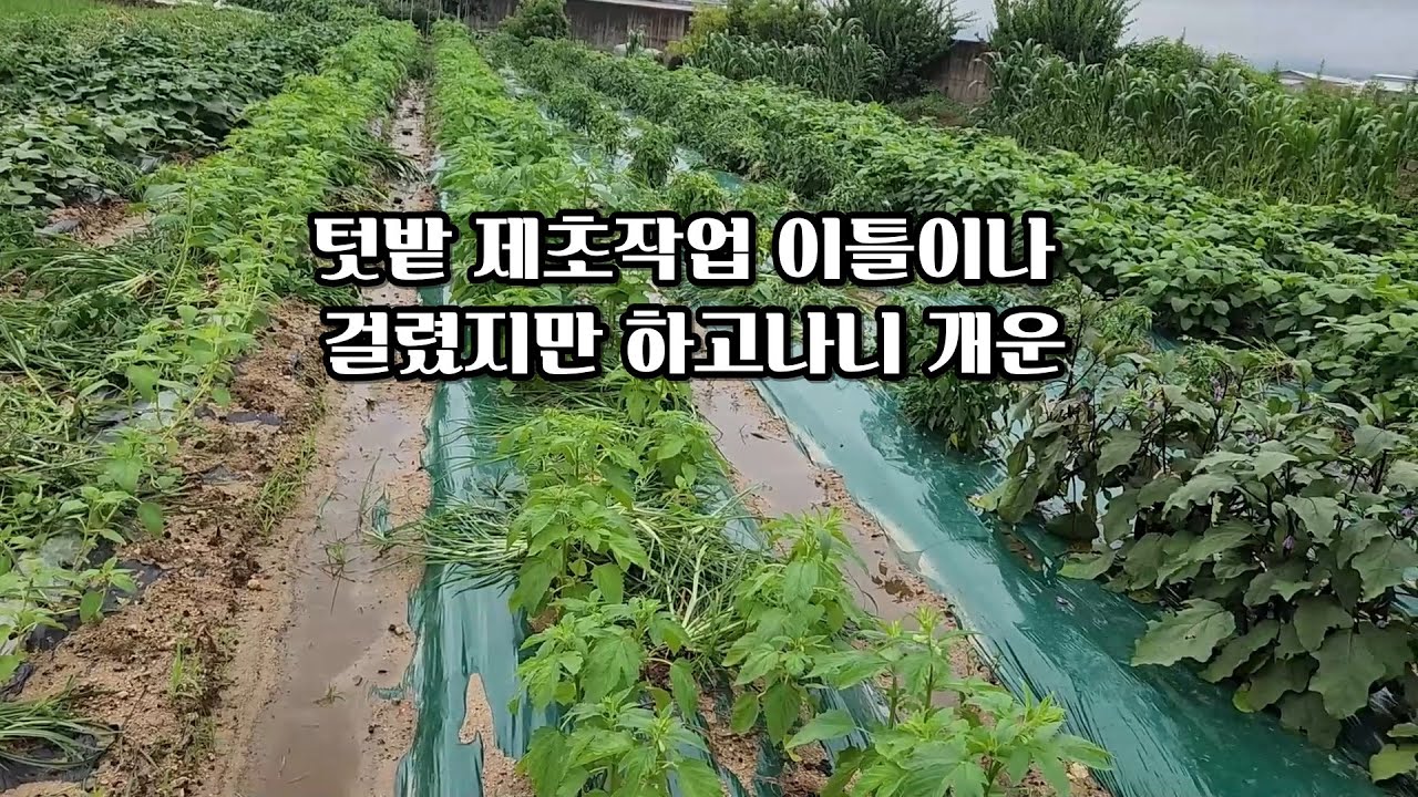 텃밭풀베기풀매기제초작업 - YouTube