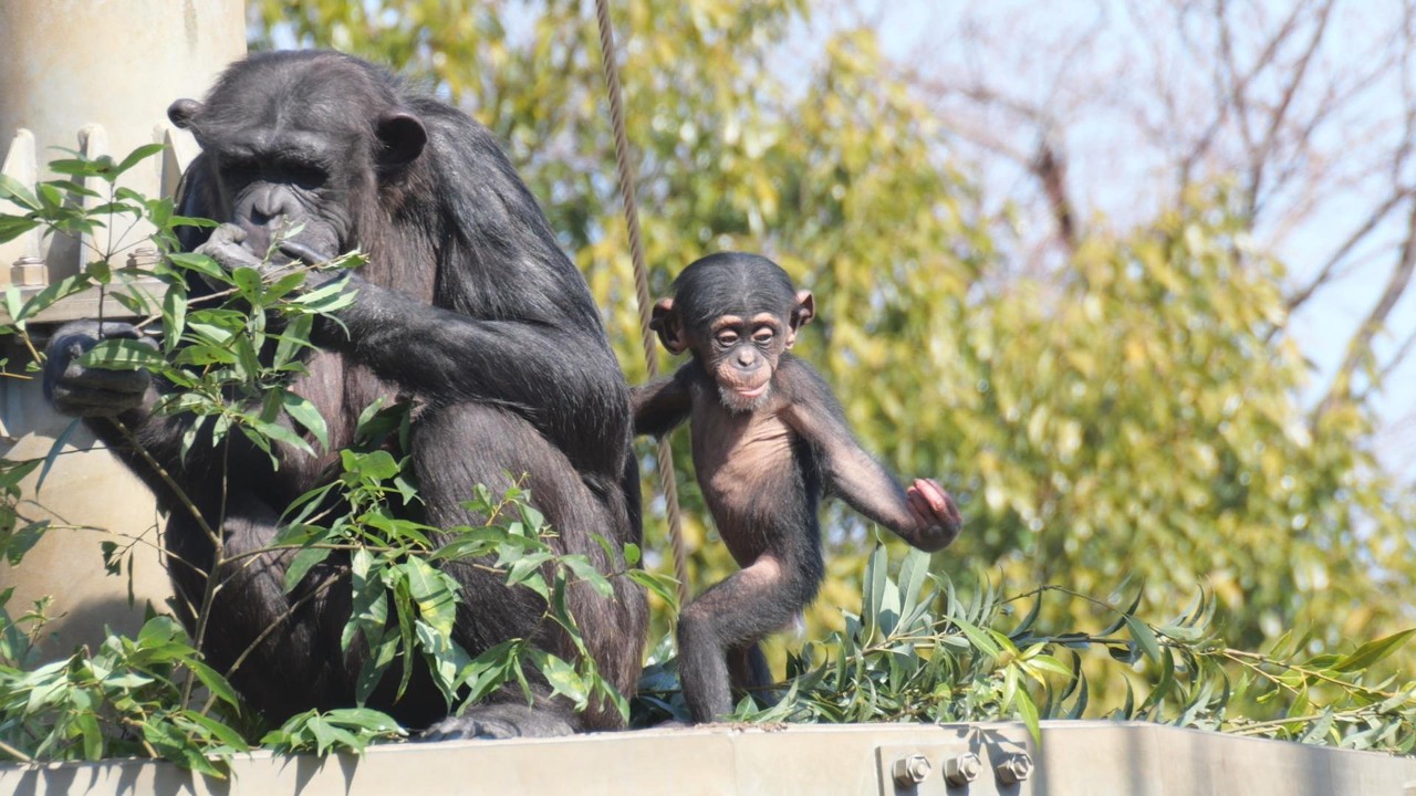 ハヤテ立つ！　多摩動物公園　チンパンジー　202602