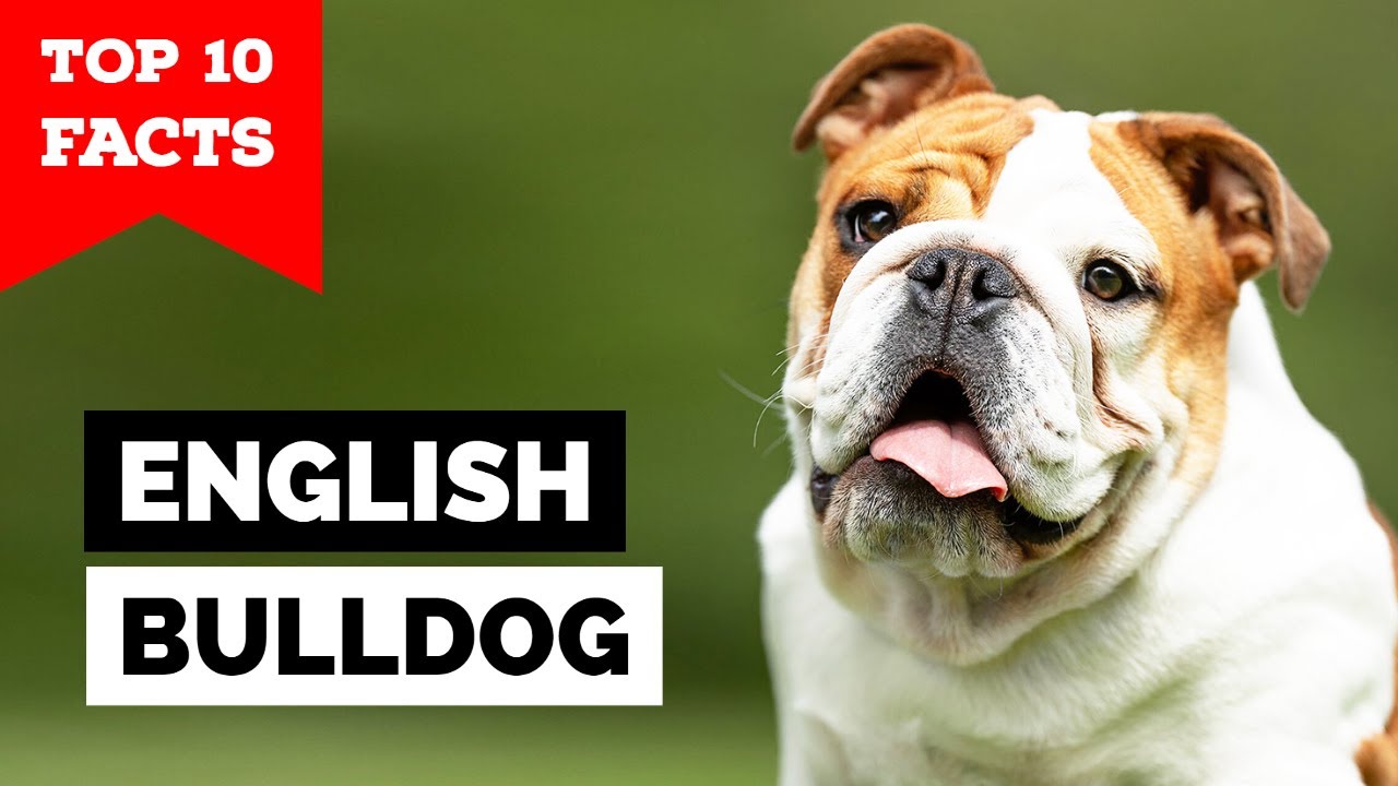 English Bulldog - Top 10 Facts - YouTube