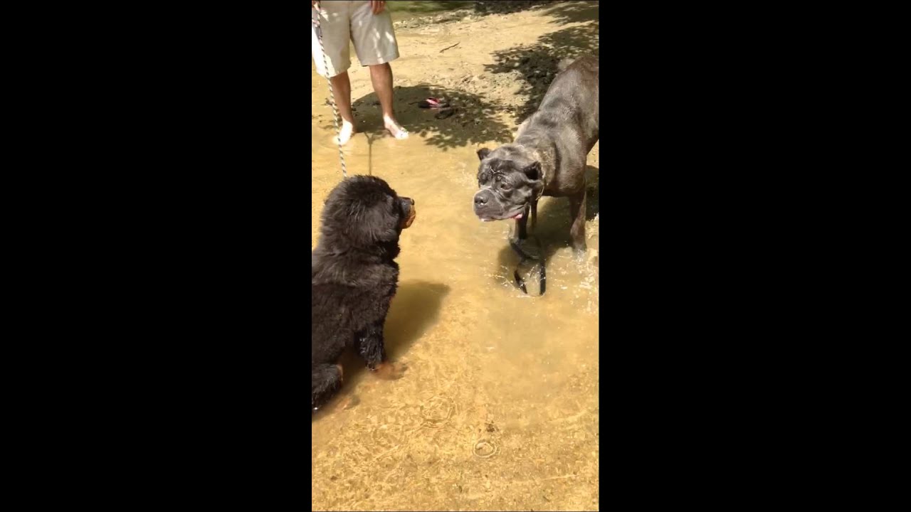 Cane Corso playing with Tibetan Mastiff puppy very cute YouTube