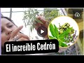 CEDRON🌿   PROPIEDADES QUE NO CONOCÍAS 😯🌿( HIERBAS FANTÁSTICAS )