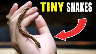 Information I Hatched the SMALLEST Snake! News