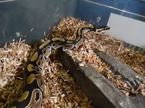 snake oil SnakeHouseBxl - 0.1 Python regius °Normal°
