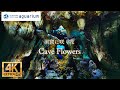 【4K】サンシャイン水族館の洞窟に咲く花 1時間 (Cave Flowers in Sunshine Aquarium Tokyo Japan 1hours )