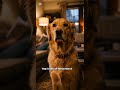 No One Told This Dog What To Do. But Watch This #goldenretriever #shorts