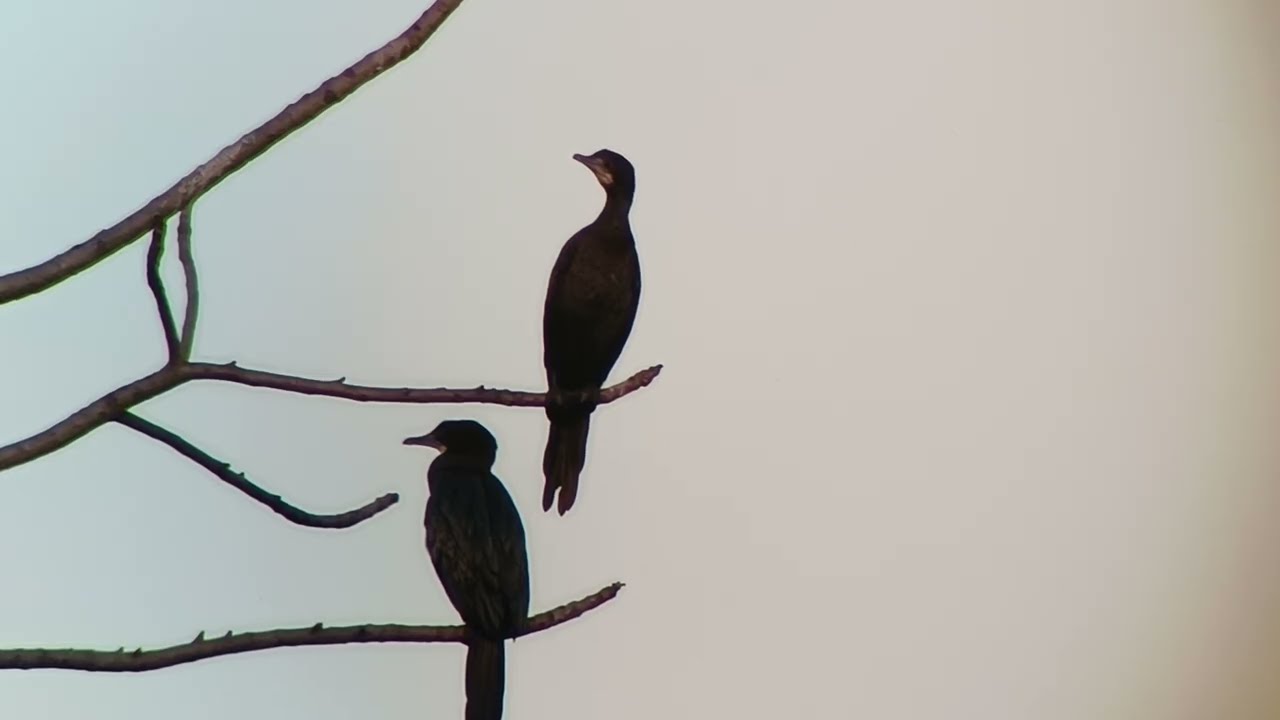 Indian Birds in Natural Habitat | Peaceful Bird Watching Video 
