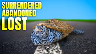 Craziest Turtle Rescue Day EVER
