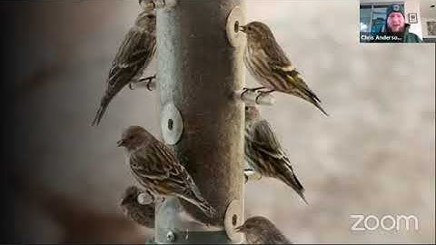 Salmonellosis in wild birds