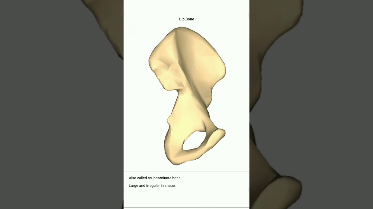 Anatomy of Hip Bone - YouTube