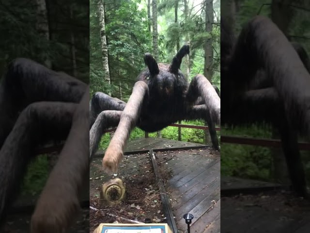 Очень большой #паук #Shorts