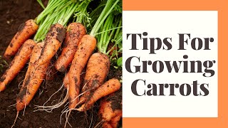 Growing Carrots For Beginners in Zone 6