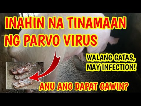 Video: Paano Tratuhin ang Pamamaga pagkatapos ng Rhinoplasty (may Mga Larawan)
