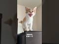 生後2ヶ月〜生後5ヶ月の子猫の鳴き声の変化 #猫 #cat #猫 #shorts
