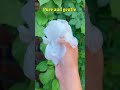 Pear’s body wash under 140#shorts #beauty #skincare #skincareroutine