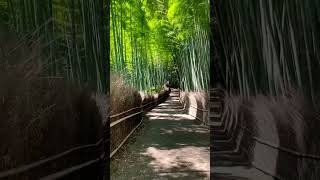 Download Lagu Japan's Most Famous Bamboo Forest Arashiyama #japan #arashiyama #bambooforest #shorts MP3