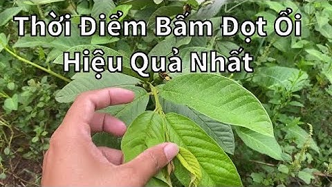 #93 Giai Đoạn bấm đọt ổi hiệu quả giúp cây khỏe và cho năng suất kéo dài | Thanh Bình Farm