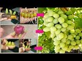 3 unique  best ideashow to grow grapes with 100 successgrowing grapes at home gardengrape tree