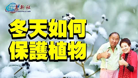 植物如何过冬，防寒？冬天如何保护植物？ - 天天要闻