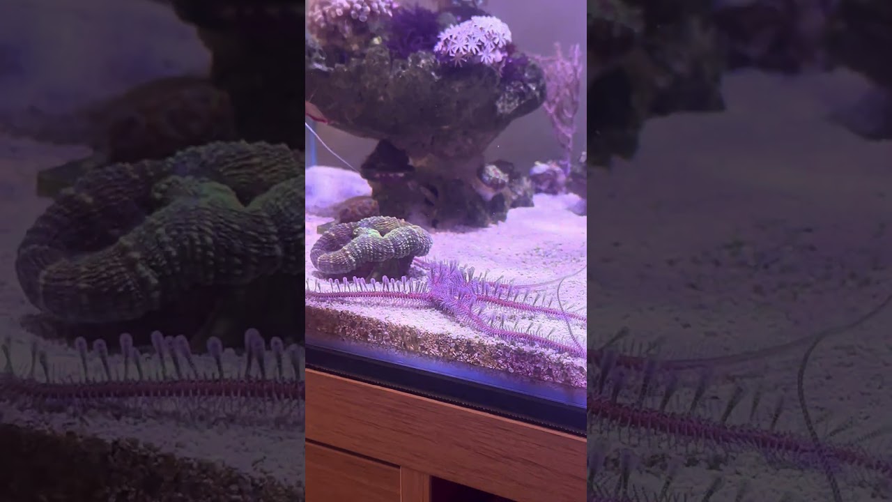 Teardrop Starfish Ophiomastix Annulosa