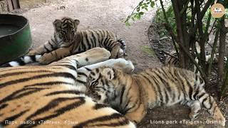 Тигрица Фрося и ее малыши. Тигры Тайгана. Tigress Frosya and her cubs.