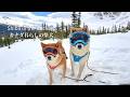 雪深い山でゴーグルを装着した瞬間、別犬のようになる柴犬達【4K】