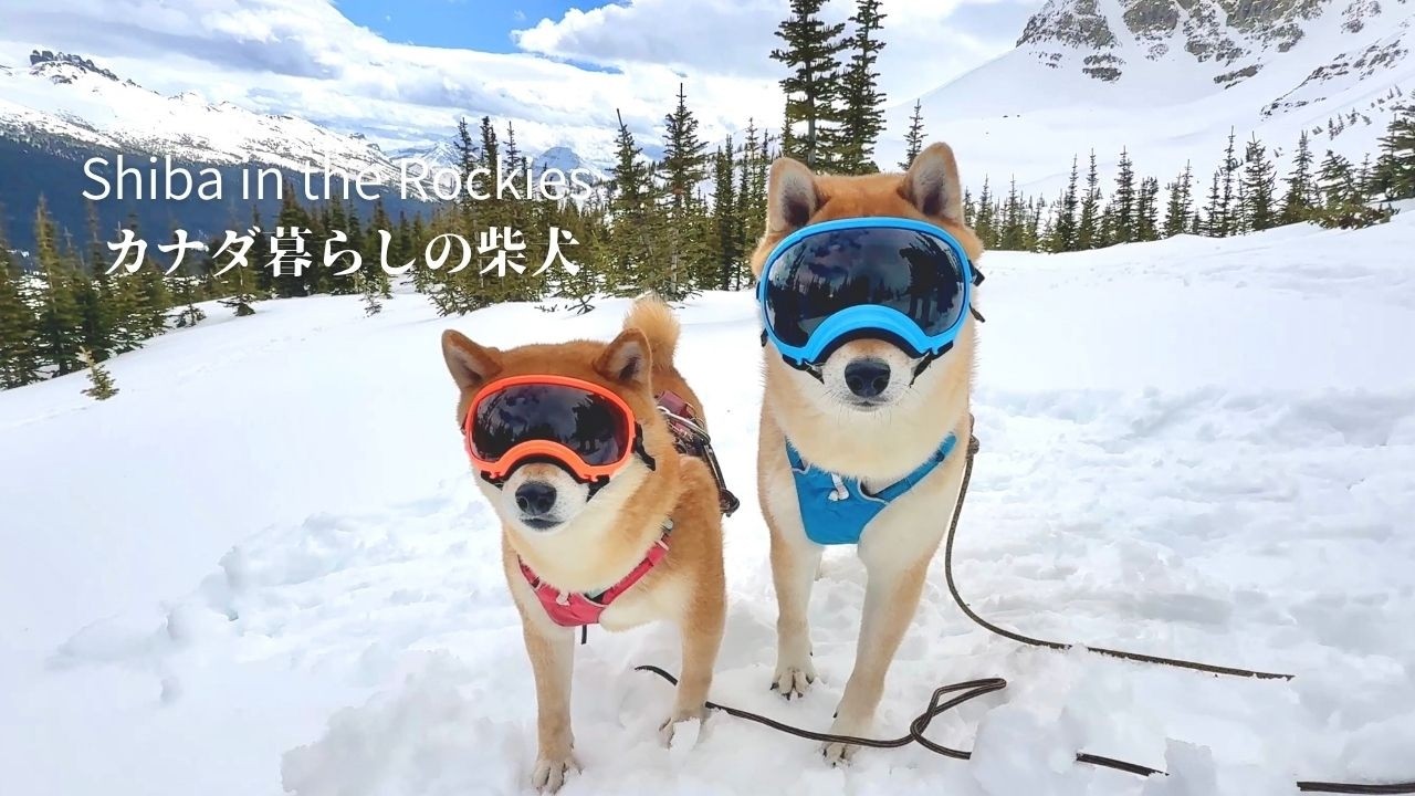 雪深い山でゴーグルを装着した瞬間、別犬のようになる柴犬達【4K】