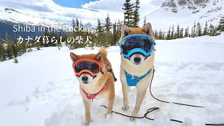 雪深い山で柴犬にゴーグルを装着したら想像以上だった…【4K】