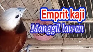 suara emprit kaji memanggil lawan