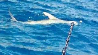 500+lb Monster Hammerhead Shark