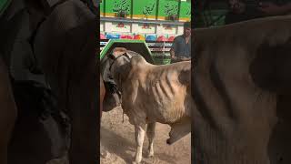 Multan Mandi season 2k25😍#shorts #cattlefarm #dailyvlog #farmanimal #rajabfamily #jntv #farming