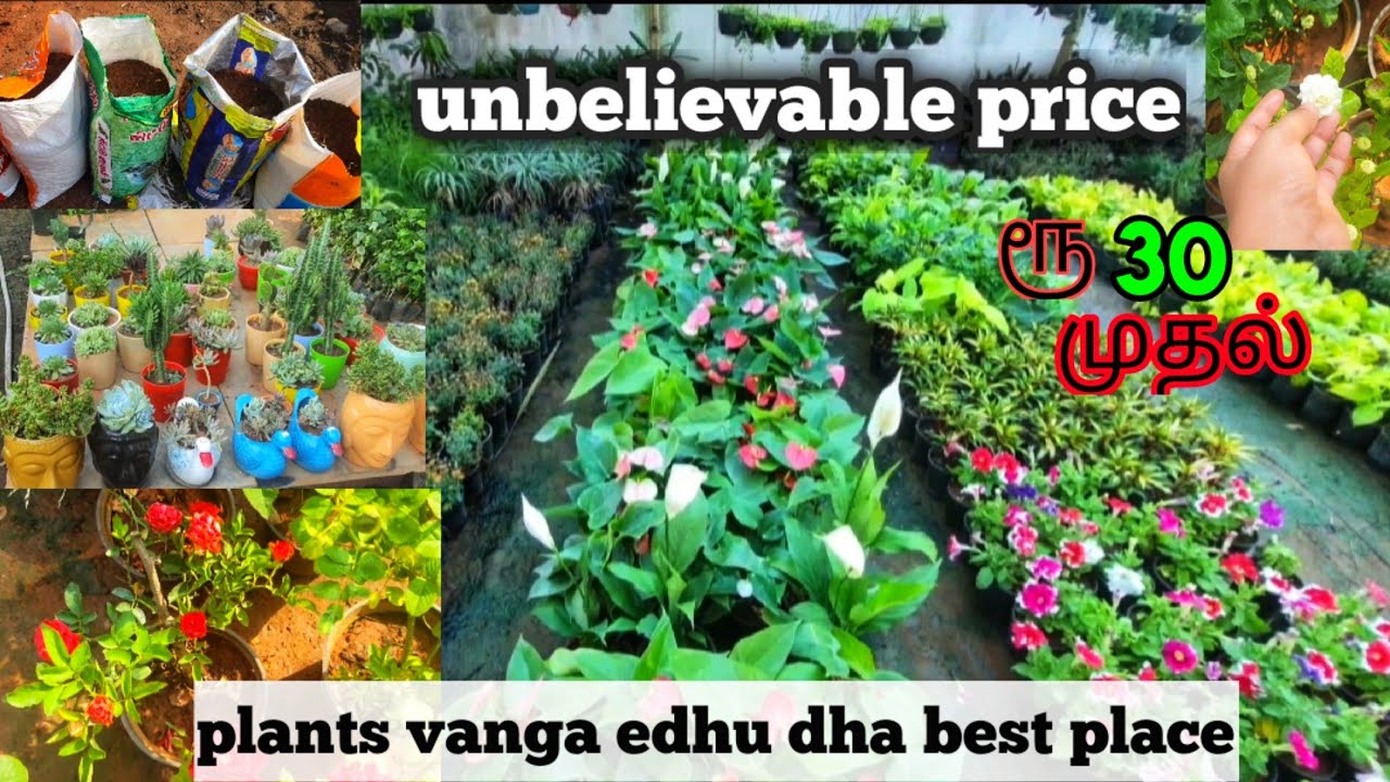 unbelievable low cost nursery, huge variety indoor & outdoor plants,best place to buy plants