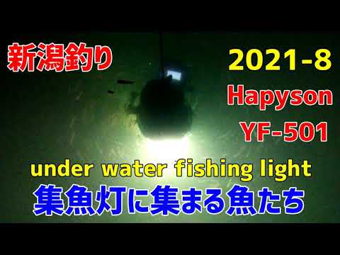 集魚灯に集まる魚たち　Hapyson集魚灯 YF-501 Fish gathering in the fish light