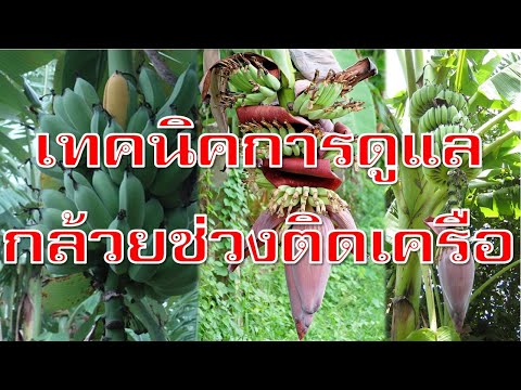 วีดีโอ: กล้วยฟื้นฟู. กำลังเติบโต