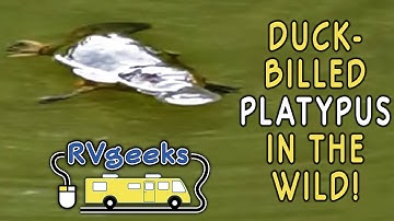 Duck-Billed Platypuses in the Wild! Atherton Tablelands, Australia