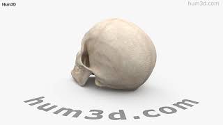 Skull 3D model by 3DModels.org