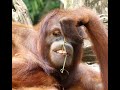 歯間ブラシをするオランウータン/Orangutan using interdental brush #Shorts