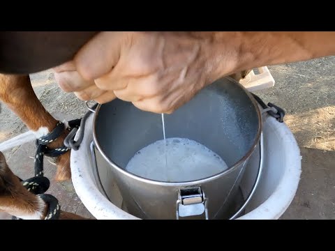 How to Milk a Goat + Nutritional Benefits