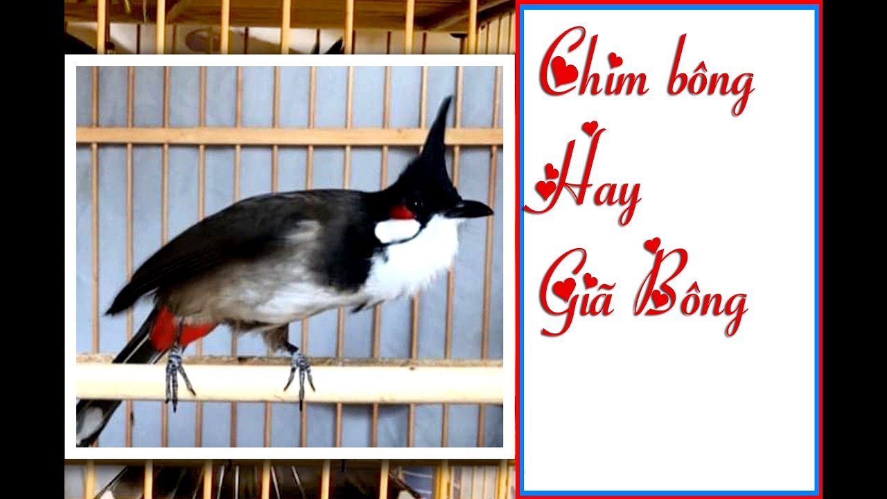 Dinh dưỡng cho chim Và biệt chim bông hay chim màu Zalo 0377 268 186 #phú_tường_wedding